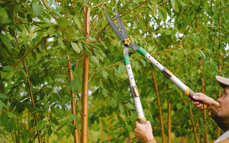 Tree trimming in Chualar, CA